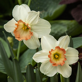Pair of white Daffodiles