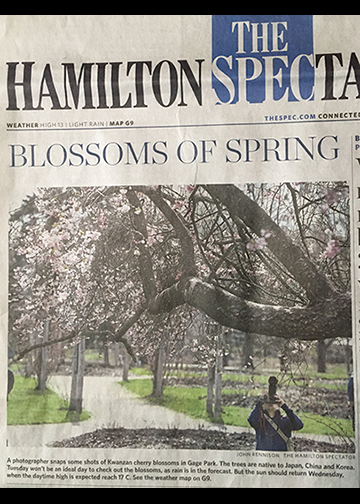 Blossoms of Spring
Hamilton Spectator
front page