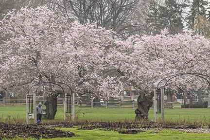 Twin Cherry Trees in pink bloossoms at Gage Park
