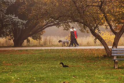 Dog walkers in Fall colours and a squirrel