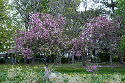 Pink Blossoms on Trees East side Gage Park